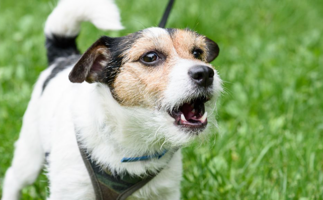 a photo of a small jack Russell type dog on grass barking as representing a blog about what your reactive dog wants you to know