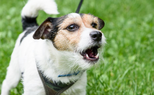 a photo of a small jack Russell type dog on grass barking as representing a blog about how to help my reactive dog