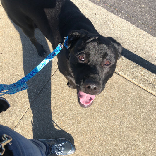 Photo of a black dog during leash training