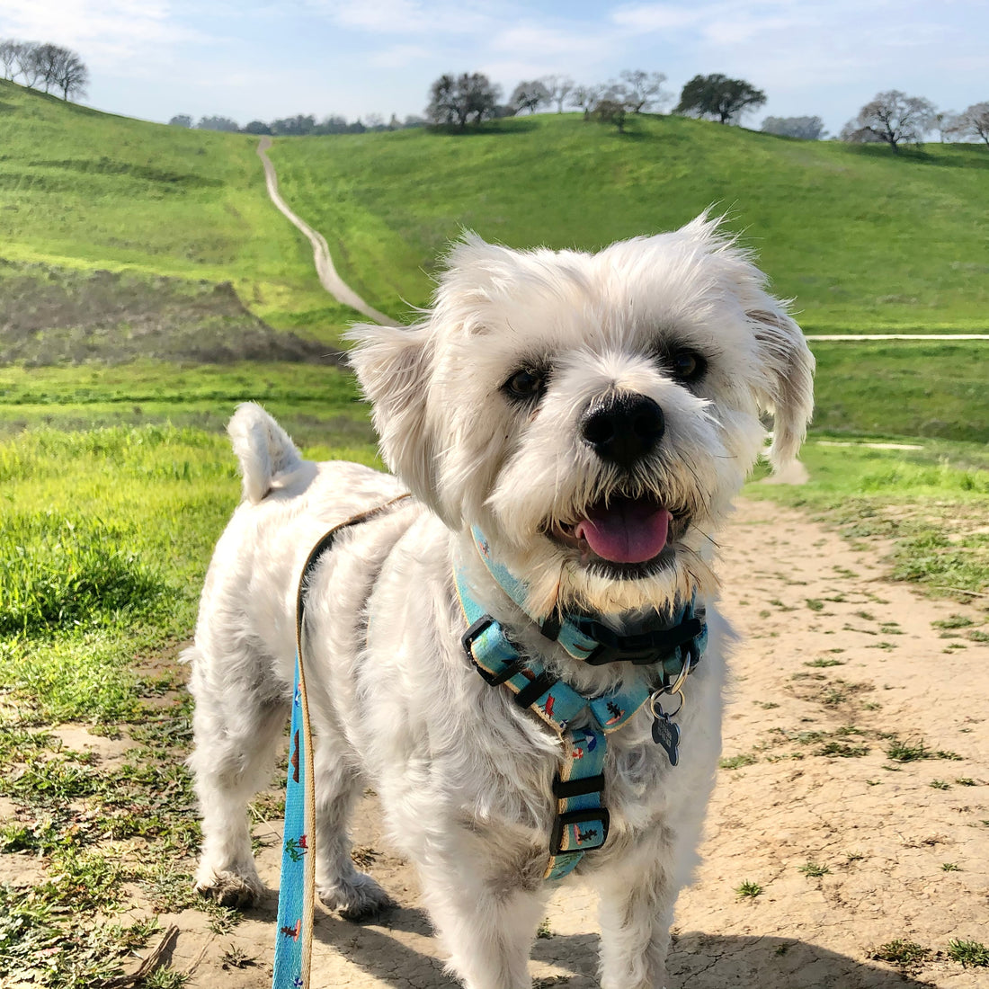 Photo of a little white dog in an adjustable harness hiking
