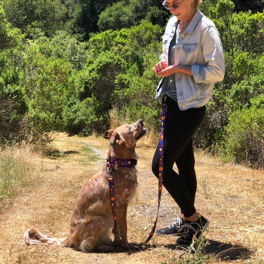 Photo of a woman facing a dog on leash