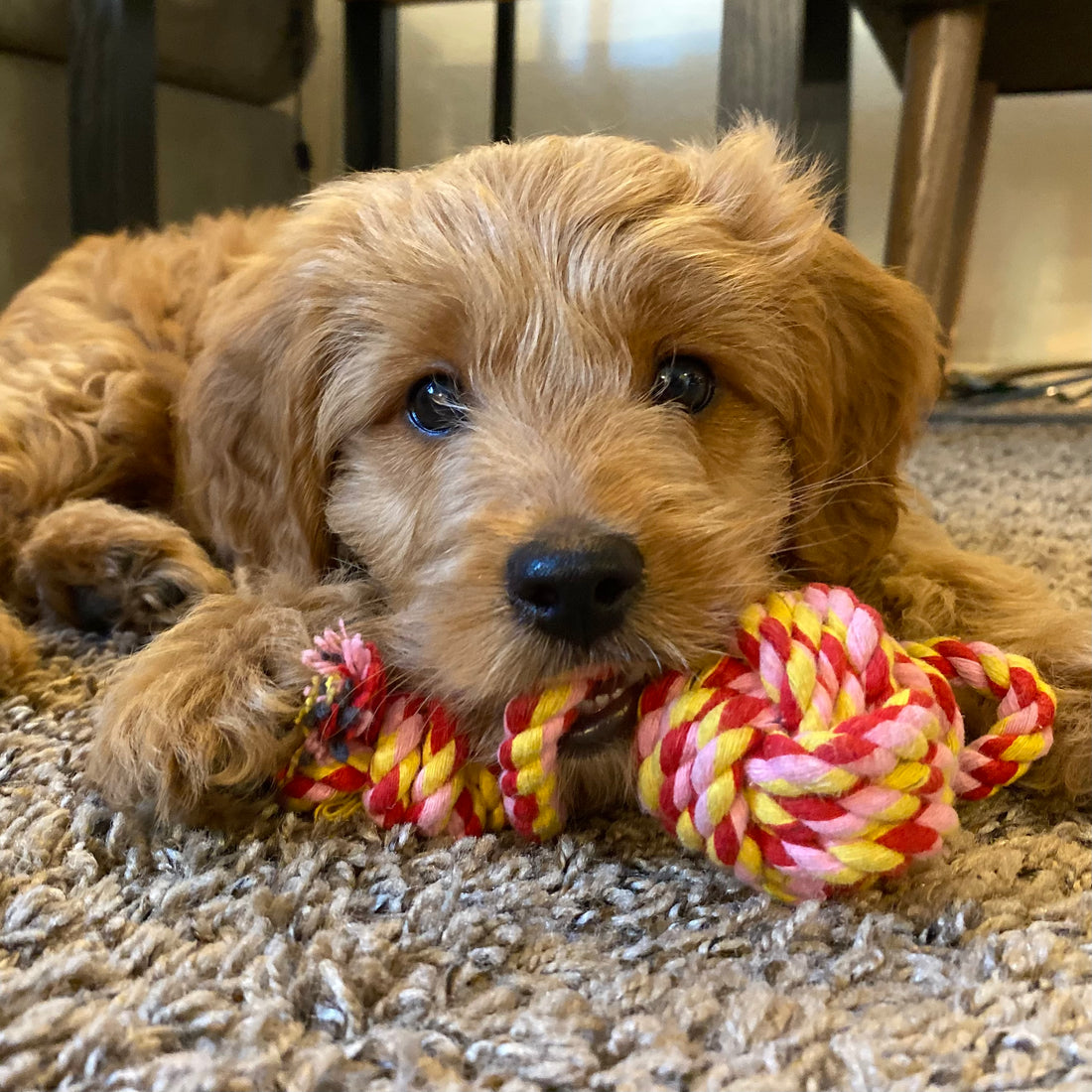 Photo of a tan puppy laying on a rope toy 
