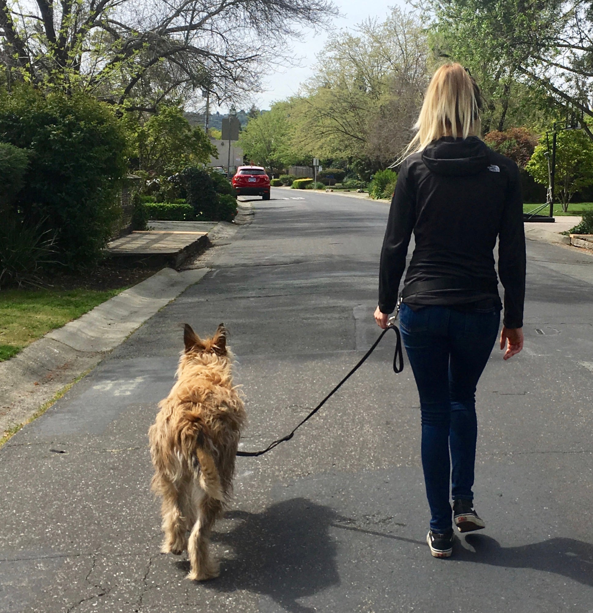 Hands-free Dog Walking & Training Safety – Fearless Pet