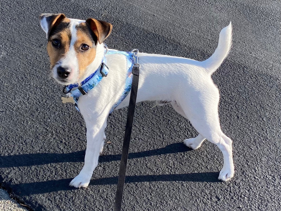 a side photo of a jack Russell puppy wearing a light blue harness from fearless pet. this photo represents a block about training stay using a long lead