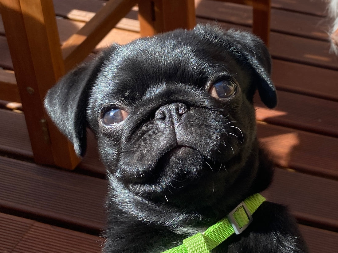 a photo of a black pug puppies face as a representative of a blog about training dogs using hand signals