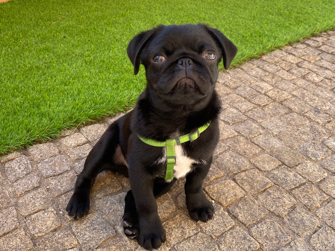 a photo of a black pug puppy wearing a bright green harness sitting on a path with green astroturf in the background. This represents a blog post in how to potty train a puppy
