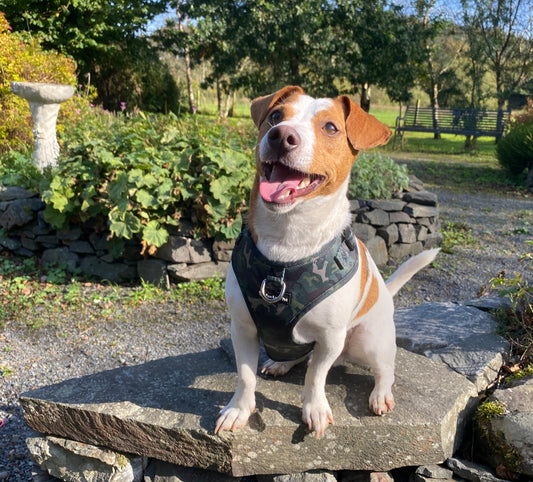 a photo of a white and dark tan jack Russell wearing a green camouflage harness by fearless pet. The dog is sitting on a rock looking at the camera with a nice relaxed face this photo is for a blog about working with your reactive dog