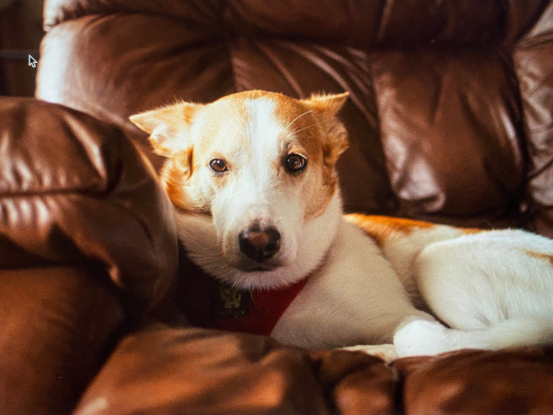 a photo of a white and tan medium sized dog laying on a brown leather couch to represent a blog about how to help with resource guarding in dogs