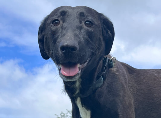 a photograph of a black Labrador's face and neck with blue sky and clouds representing how to teach a dog eye contact or the "watch me" cue