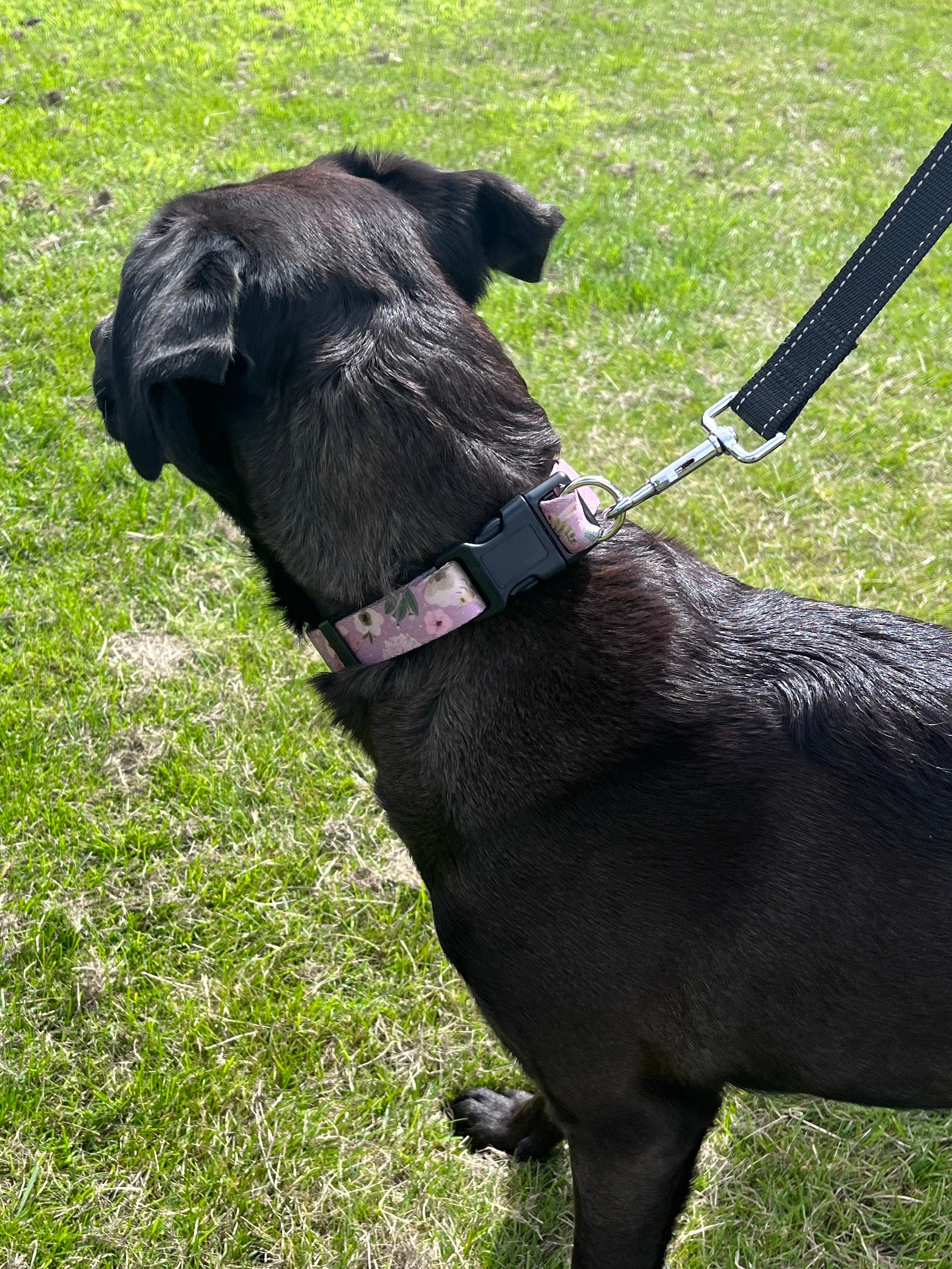 No Escape Collars for Fearful and Recently Adopted Dogs – FearLess Pet