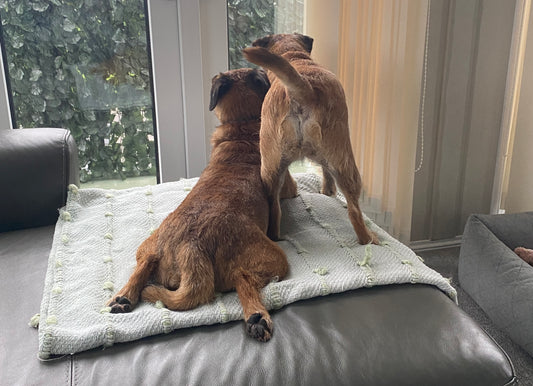 a photo of the back of two small tan dogs looking out a window representing how to train a dog to stop barking