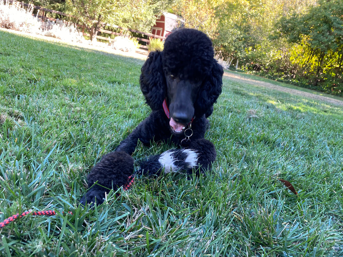 a photo of a black poodle playing with a toy while laying on grass