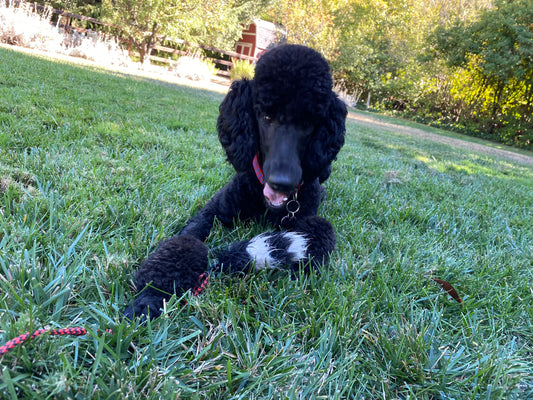 a photo of a black poodle playing with a toy while laying on grass