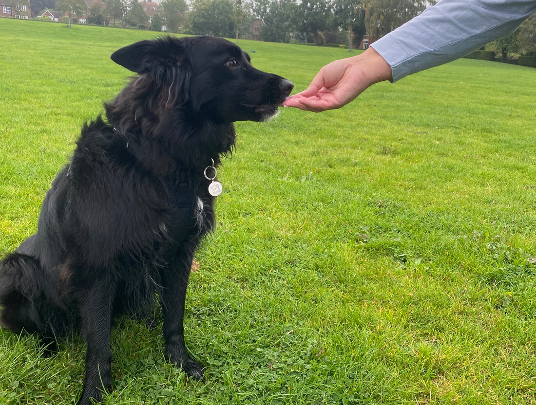 a photograph of a black border collie sitting in the grass and a hand reaching out to them to represent teaching the dog the touch cue