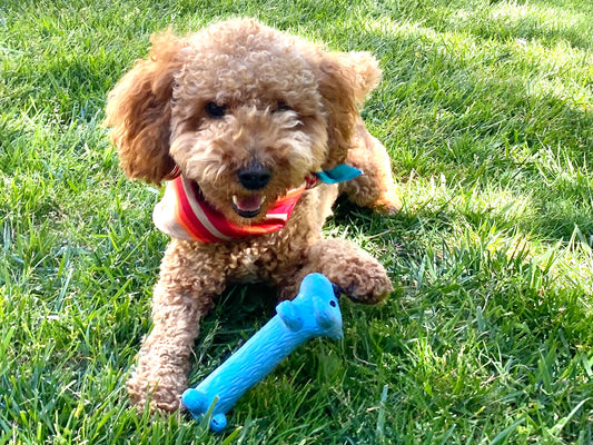 a photo of a small tan poodle laying in the grass playing with a blue squeaky dog toy representing a blog about training dogs to drop toys
