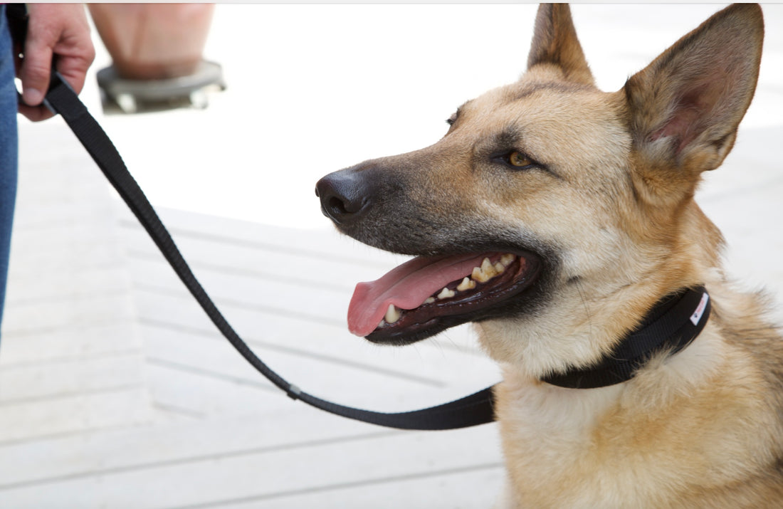 a side photo of a young shepherd mix dog from the neck up representing a blog about tips for adopted dogs and what they need to settle in their new homes