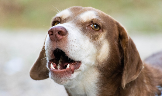 a photo of a small brown and white beagle mix dog barking and reacting to a trigger 