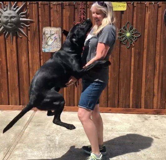 a photo of a black lab jumping in the air on a woman standing this photo represents a blog about teaching your dog to stop jumping