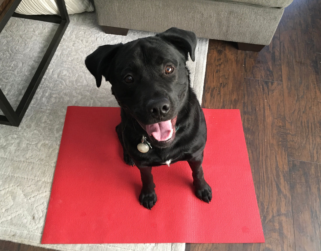 a photograph of a black Labrador sitting on a red mat inside a home this represents a blog about mat training for dogs