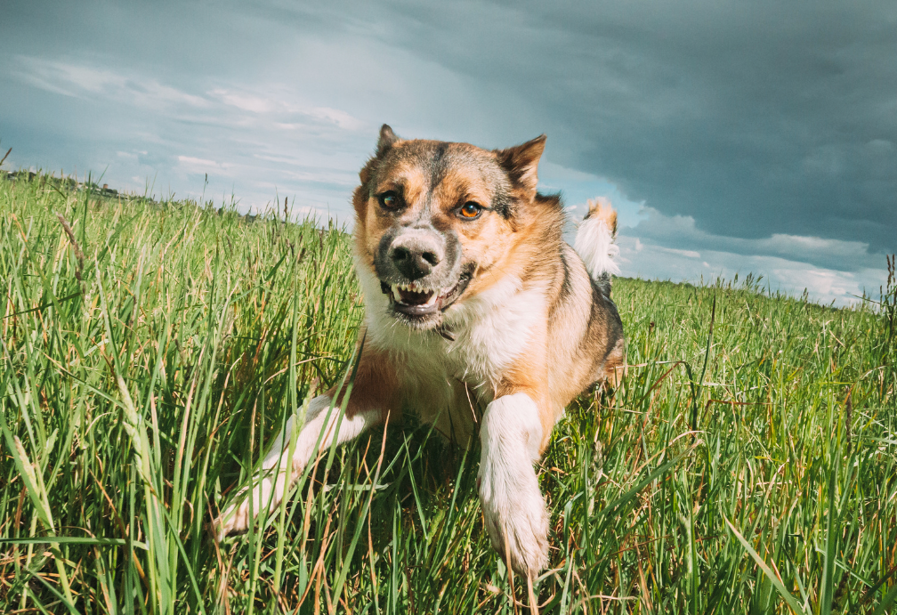 a photo of a shepherd mix dog coming towards the camera bearing it's teeth and showing aggression