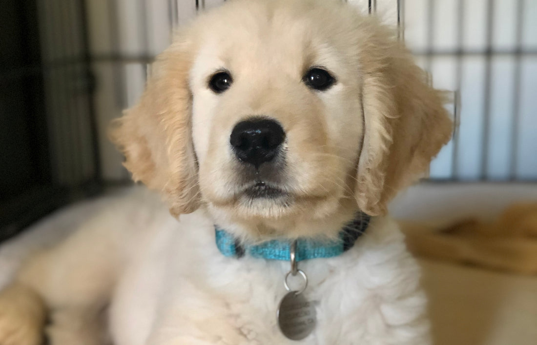 a photo of a golden retriever puppy in a crate to represent a how to crate train a puppy blog