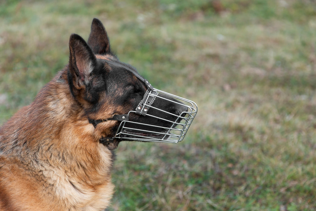 How To Teach Your Dog to Wear a Muzzle