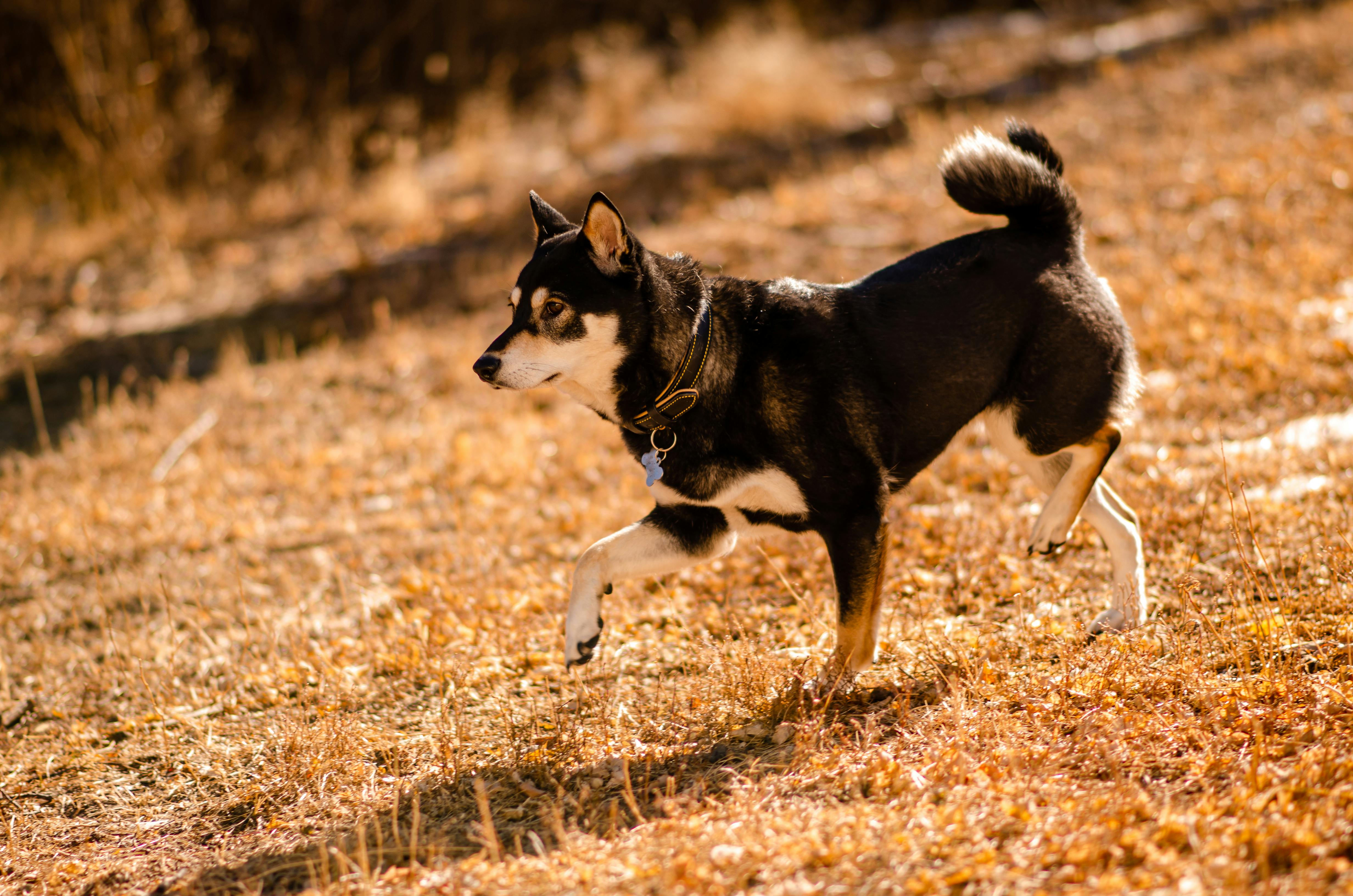 Tips on How to Read The Body Language of a Fearful Dog – FearLess Pet