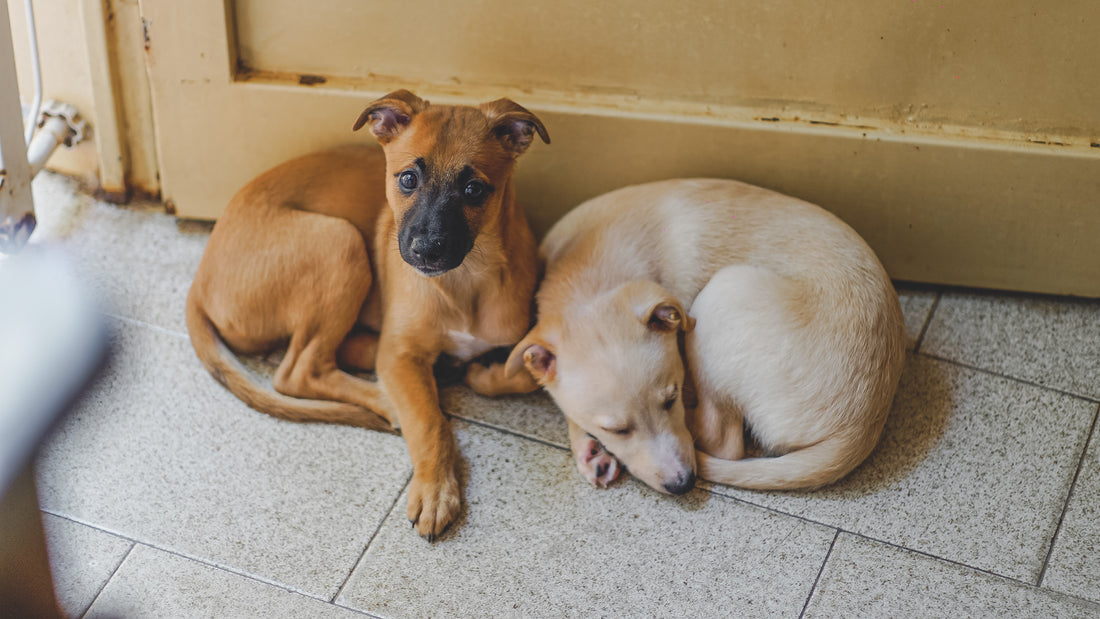 Tools and Tips for Helping Abandoned Animals in Your Community