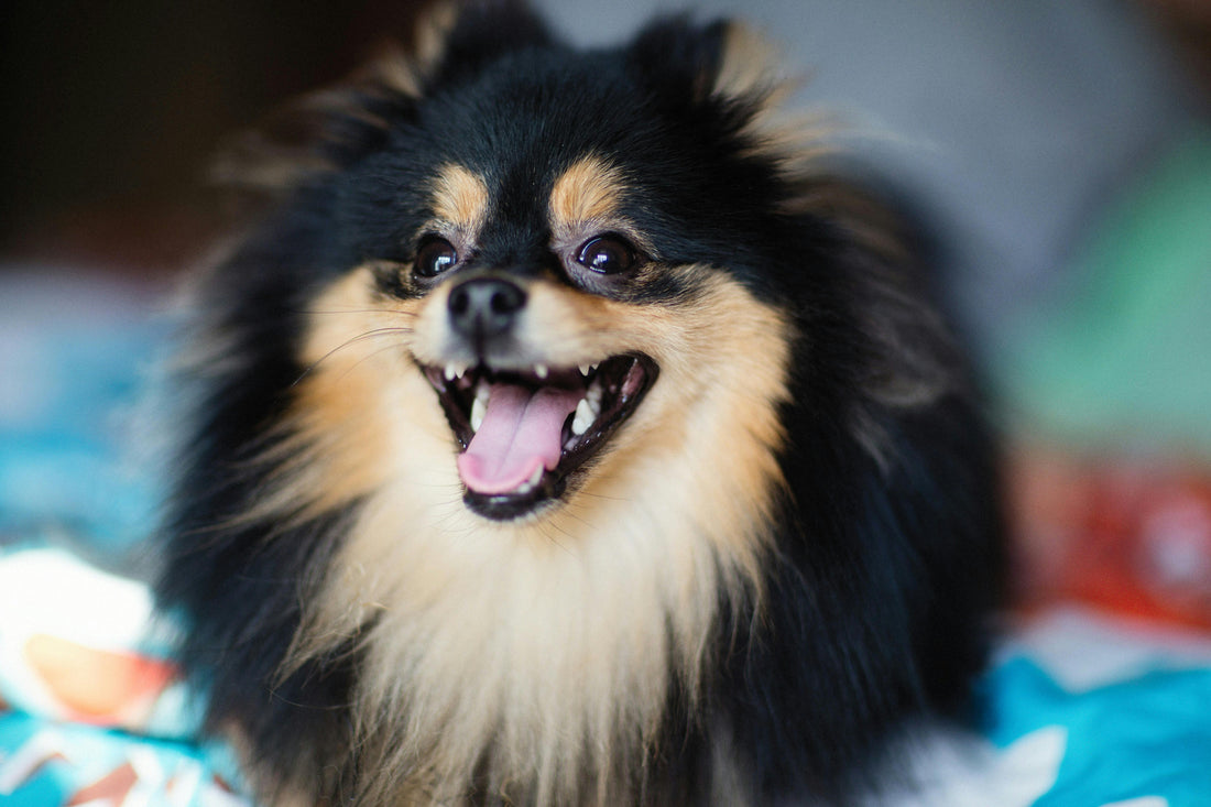 a photo of a black and tan Pomeranian representing a blog about the reasons dogs become reactive