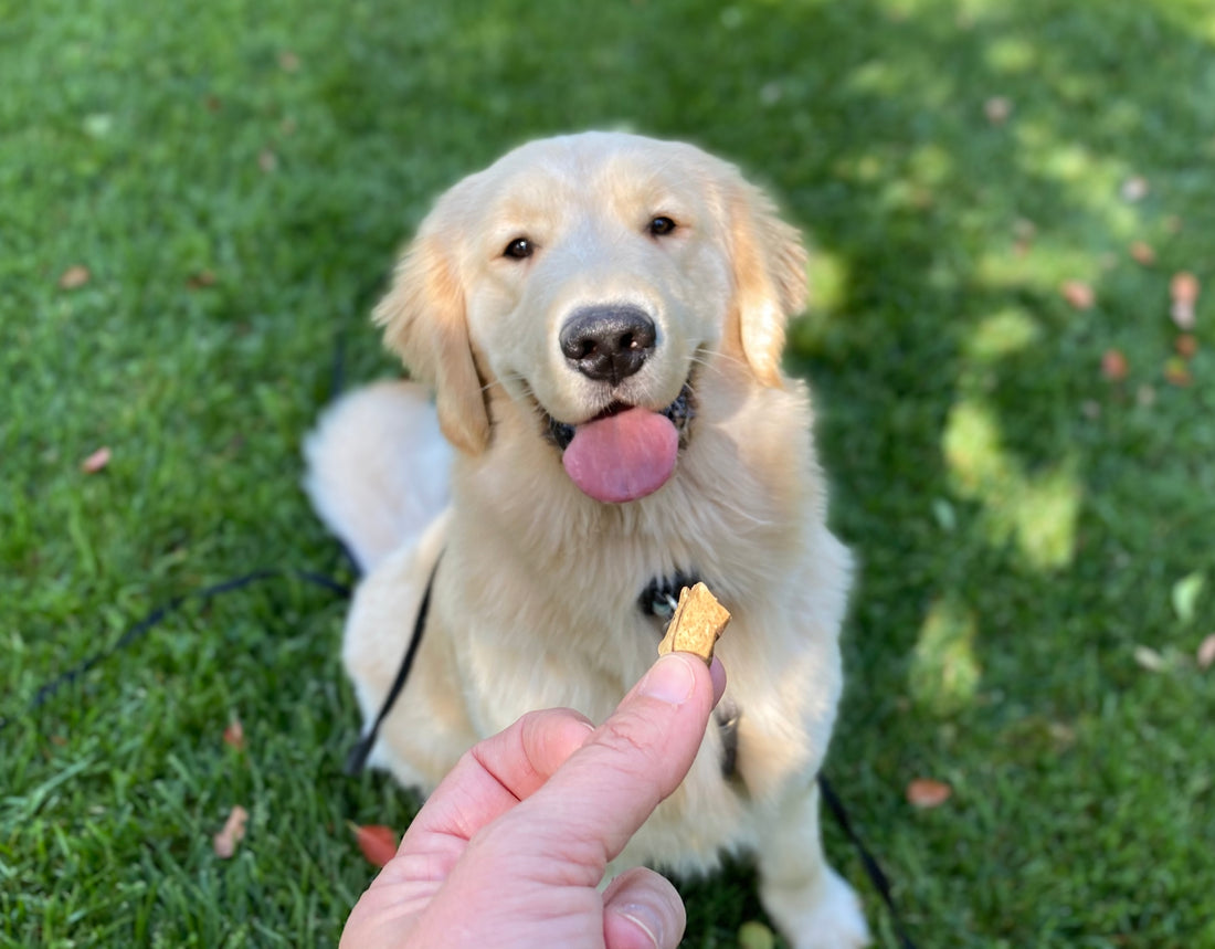 a photograph of a golden retriever sitting on grass looking up to the camera at a treat that a hand is holding a treat in regards to using rewards in dog training