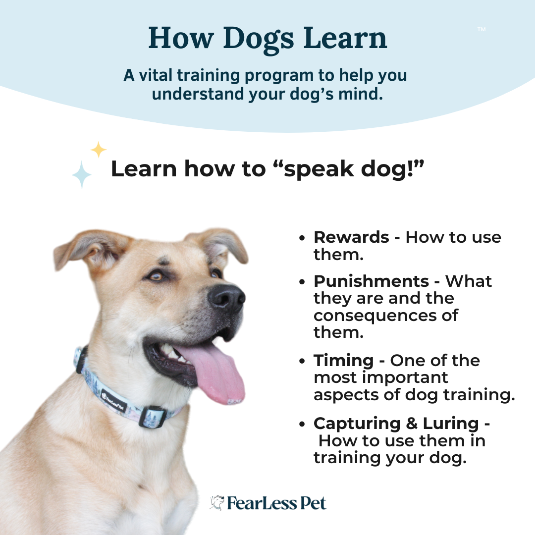 a photo of a dog with text for a how dogs learn training course from fearless pet