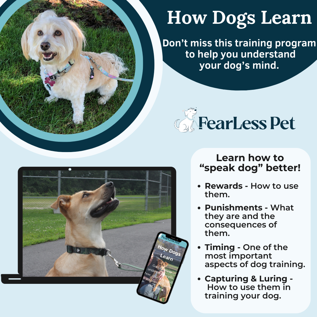 a how dog's learn training program from fearless pet template