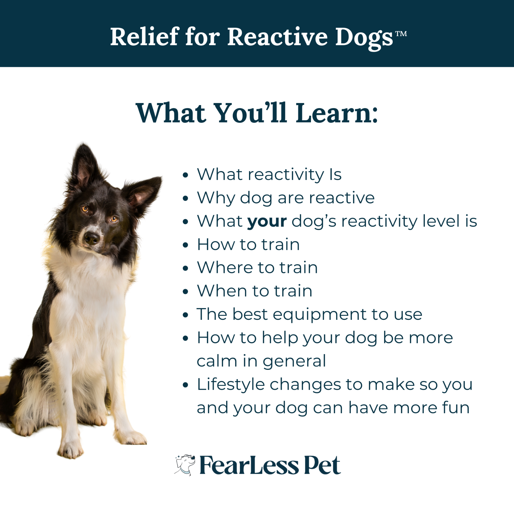 a list of what you will learn in a reactive dog course from fearless pet