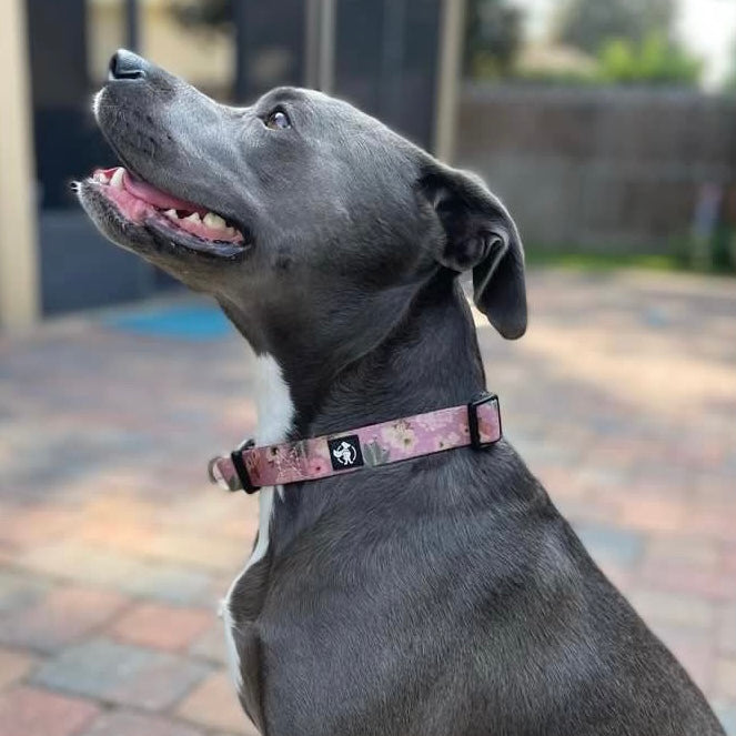 a photo of a pink floral safe cinch dog collar on a silver pitbull