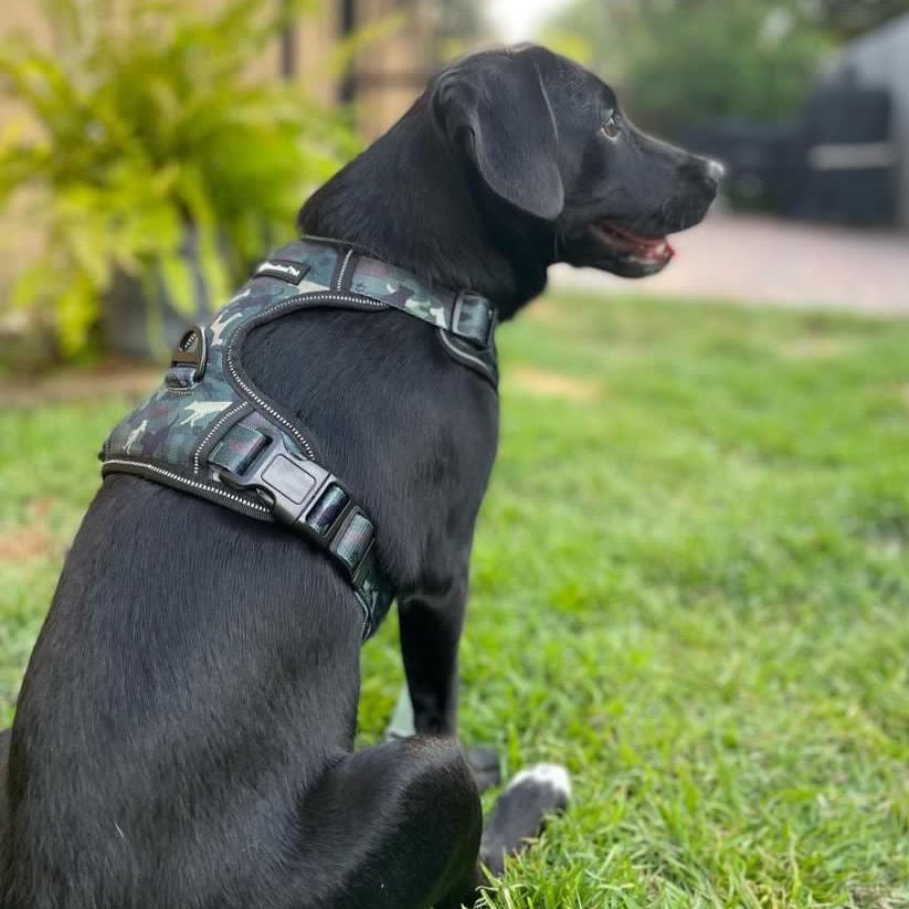 a back view of a black dog wearing a green camouflage dog harness sitting on grass
