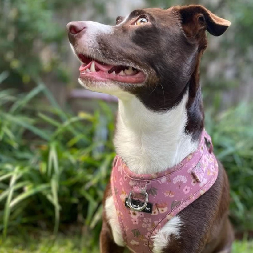 a photo of a brown and white dog modeling a dusty pink front clip dog harness from fearless pet
