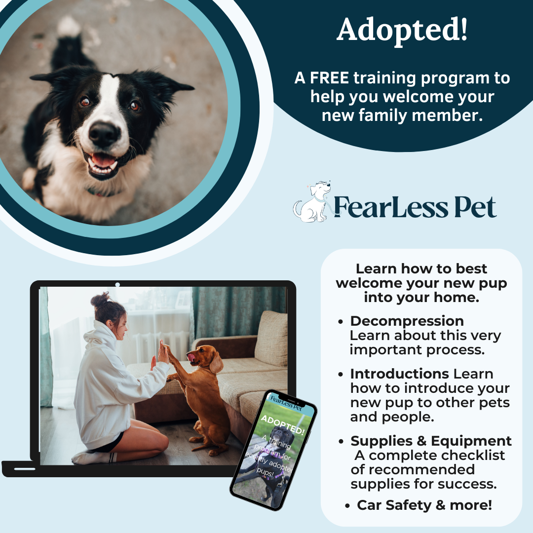 an infographic for a free adopted dog training course from fearless pet it included sessions on how to help a rescue dog decompress product and equipment recommendations and instructions on introducing a new dog to other dogs and pets