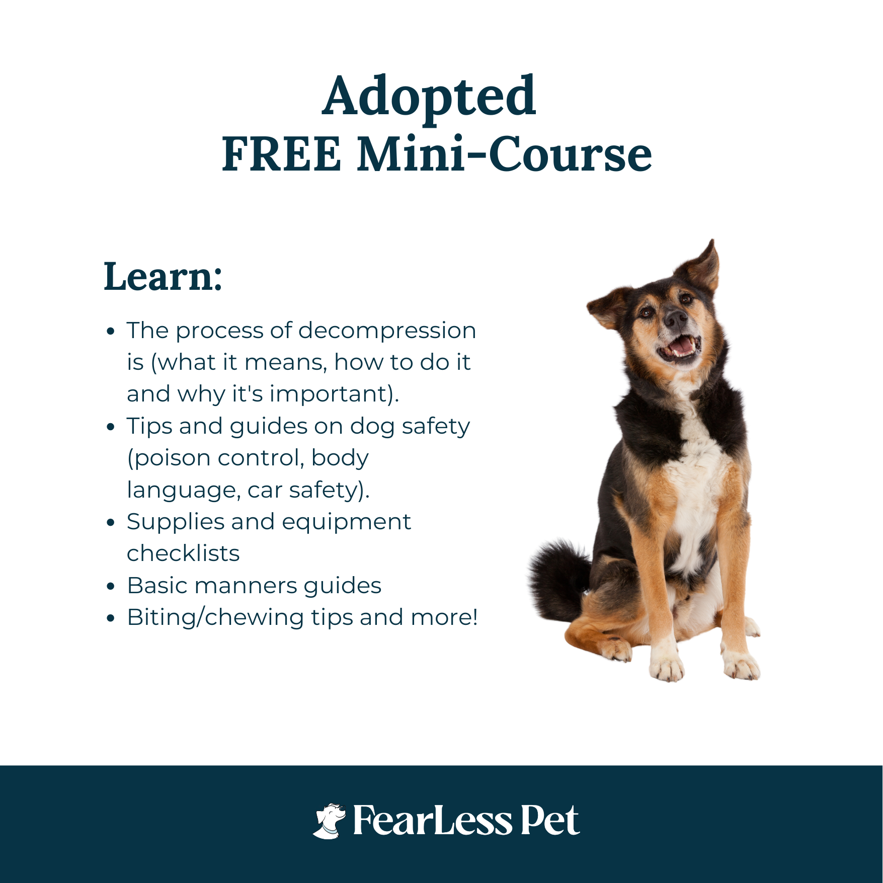 an image of a dog for a free online dog training course for adopted dogs from fearless pet