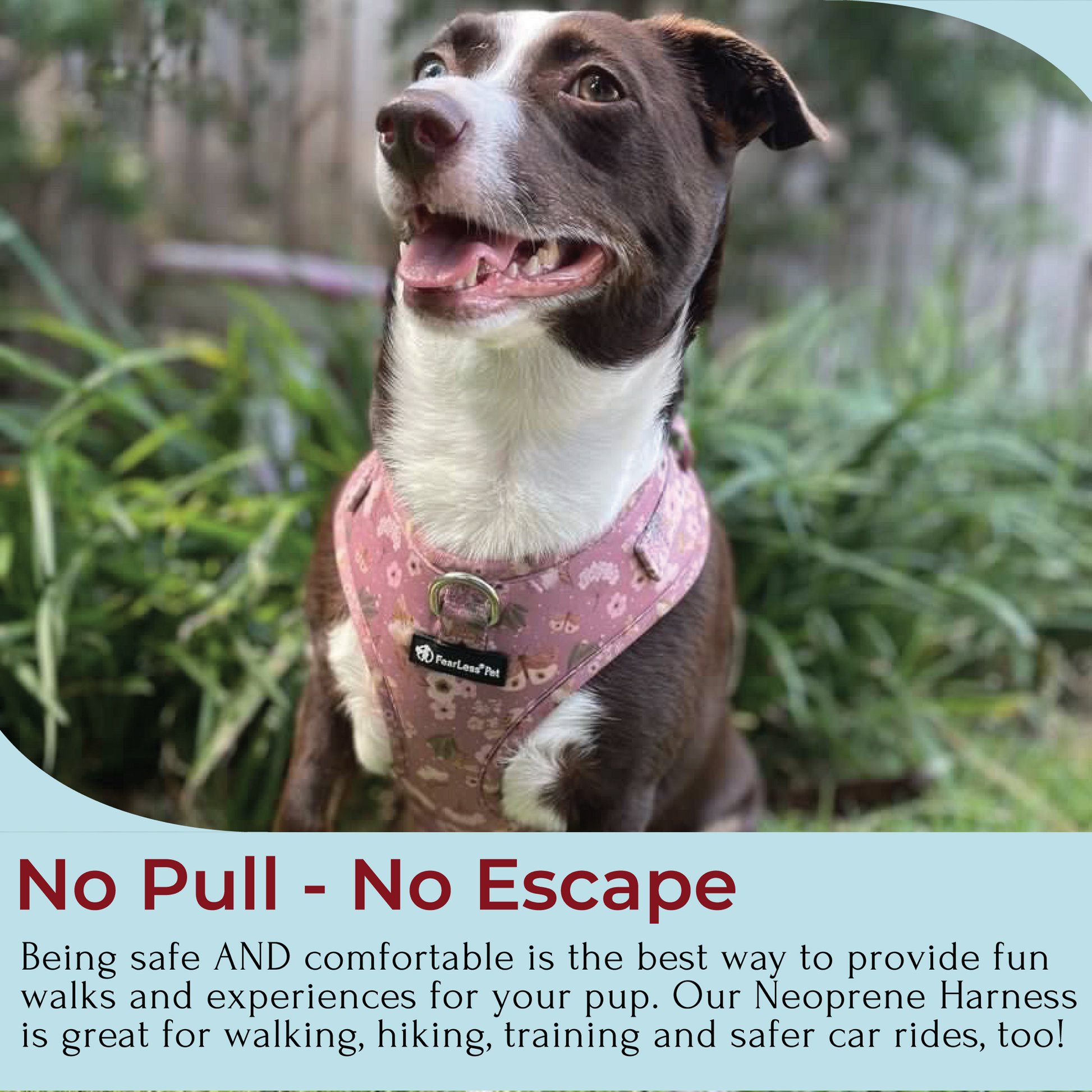 a photo of a dark brown and white dog wearing a neoprene harness with no pull no escape statement below on blue