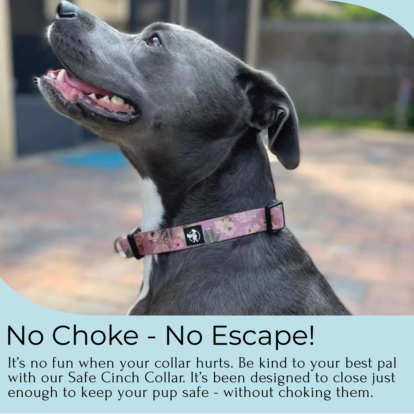 an infographic for a no choke no escape dog collar from fearless pet with a silver pitfall dog wearing it in bees & butterflies pink print