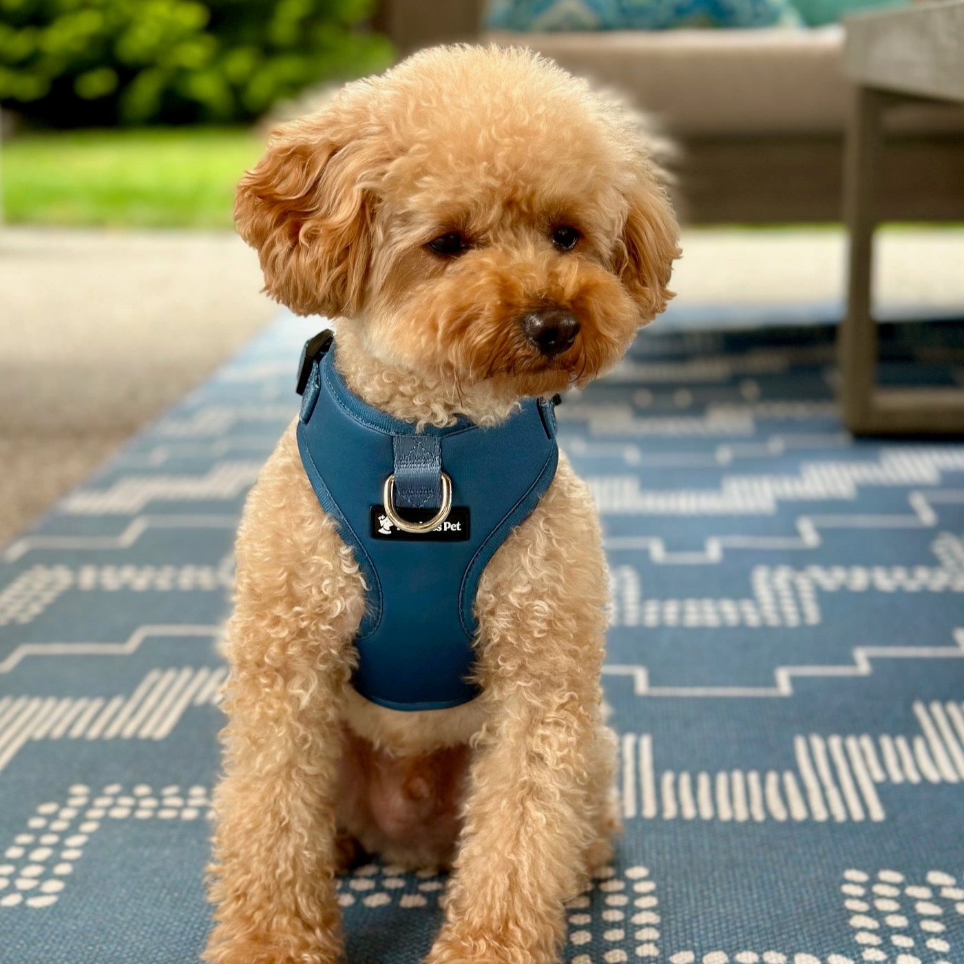 an image of a toy poodle wearing a blue no pull front clip dog harness from fearless pet