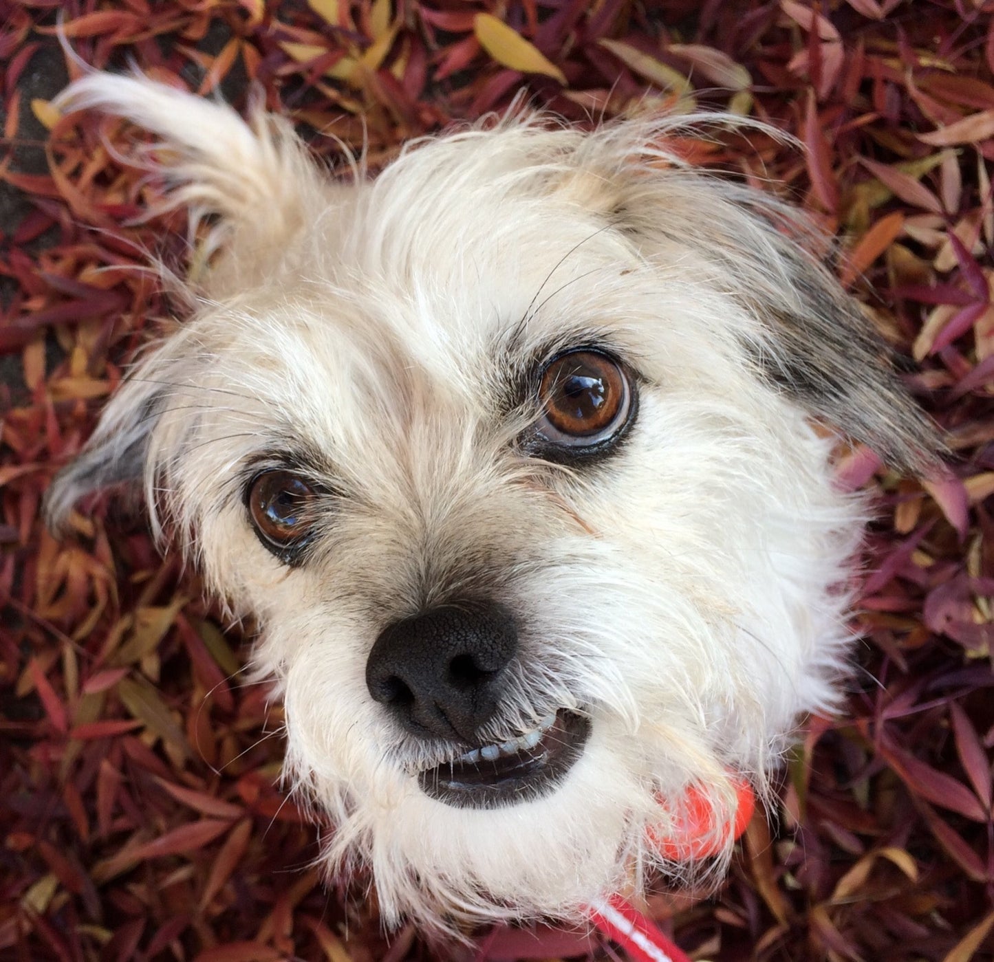 a photo of a white scruffy dog looking up at the camera sitting on leaves
