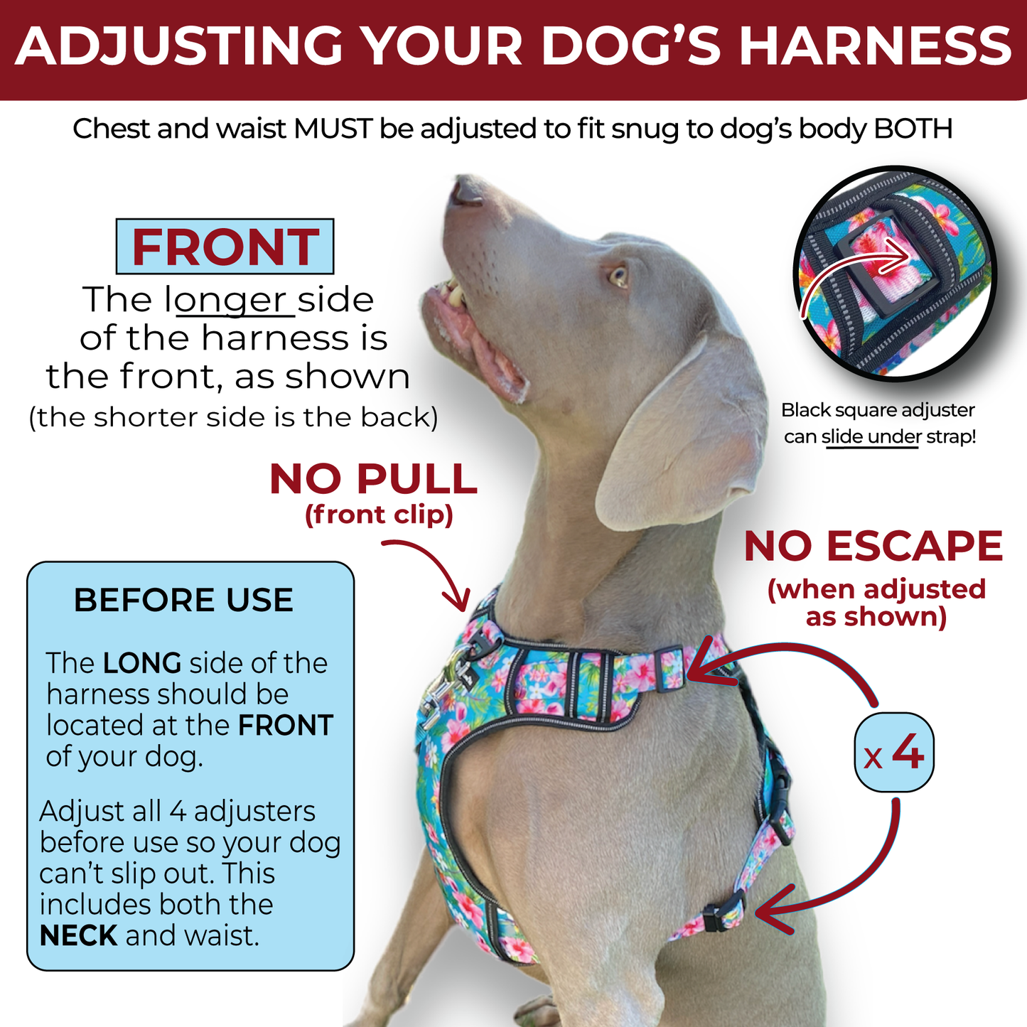an infographic showing how to adjust our adjustable no escape dog harness