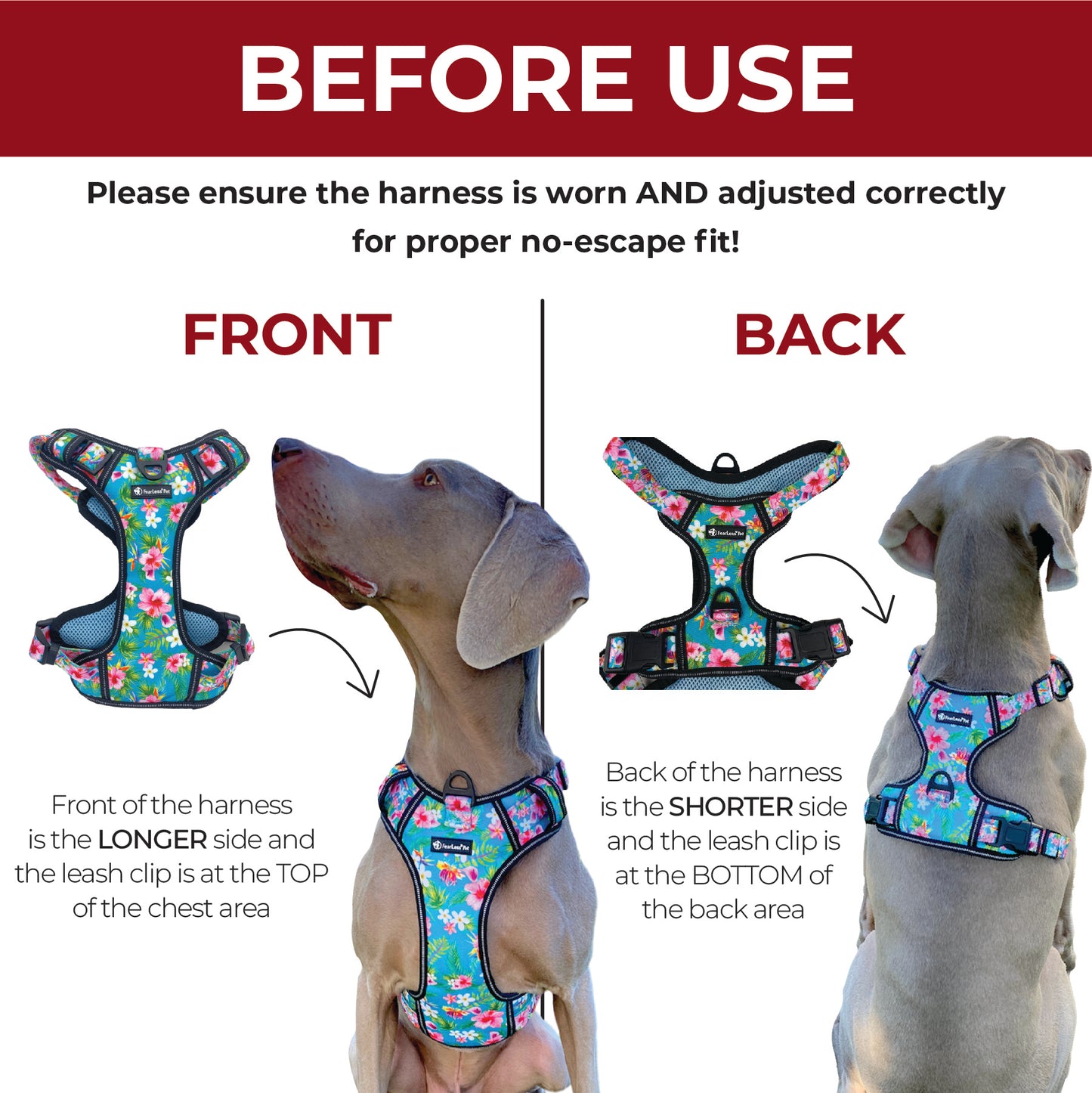an infographic of a no escape dog harness showing how to wear the harness front vs back on a Weimaraner dog