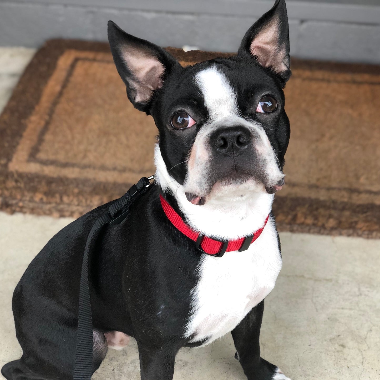 a photo of a black and white Boston terrier wearing a red safe cinch escape proof dog collar by fearless pet in reference to a free how dogs learn dog training program