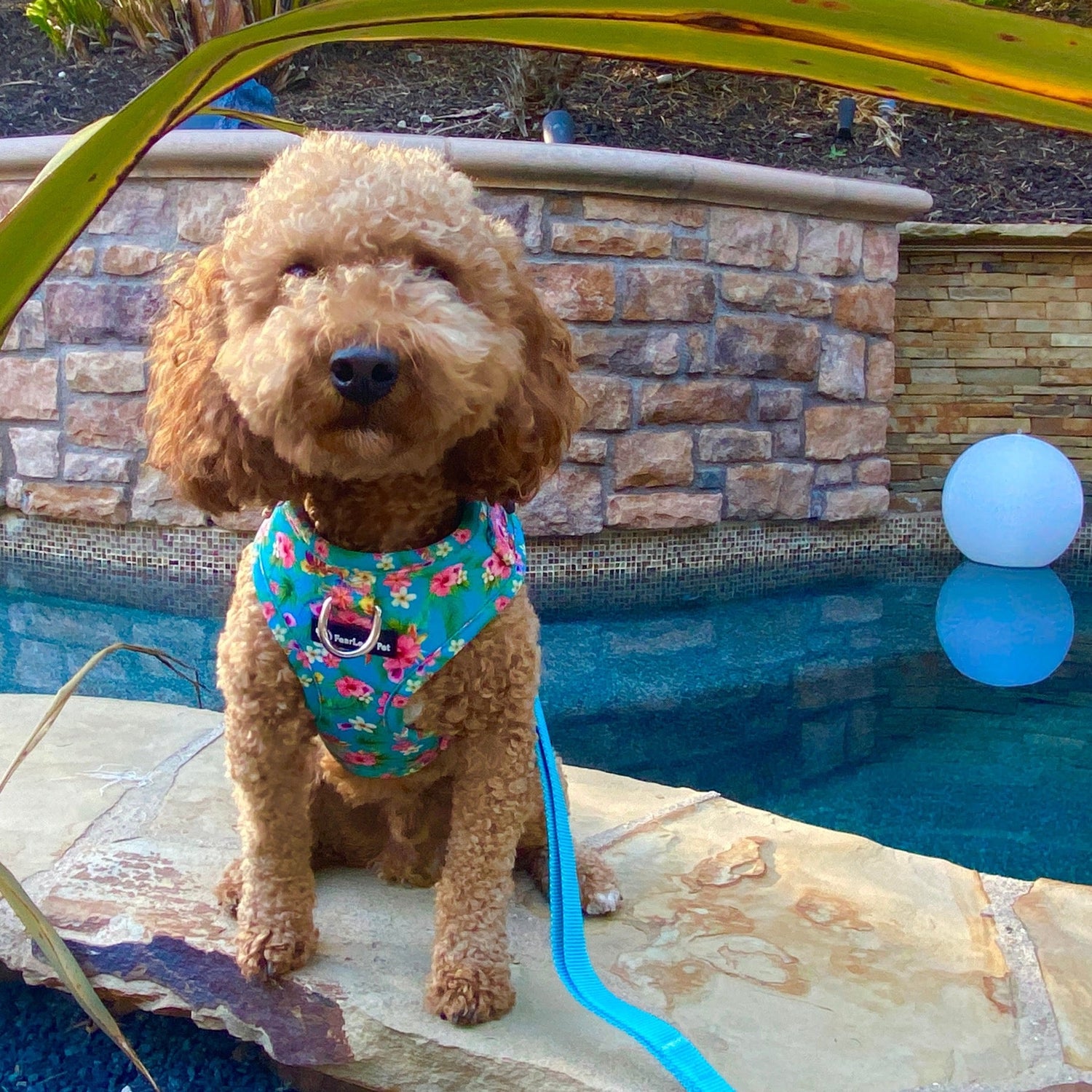 a photo of a small tan poodle sitting in front of a small swimming pool wearing a front clip harness in teal floral from fearless pet