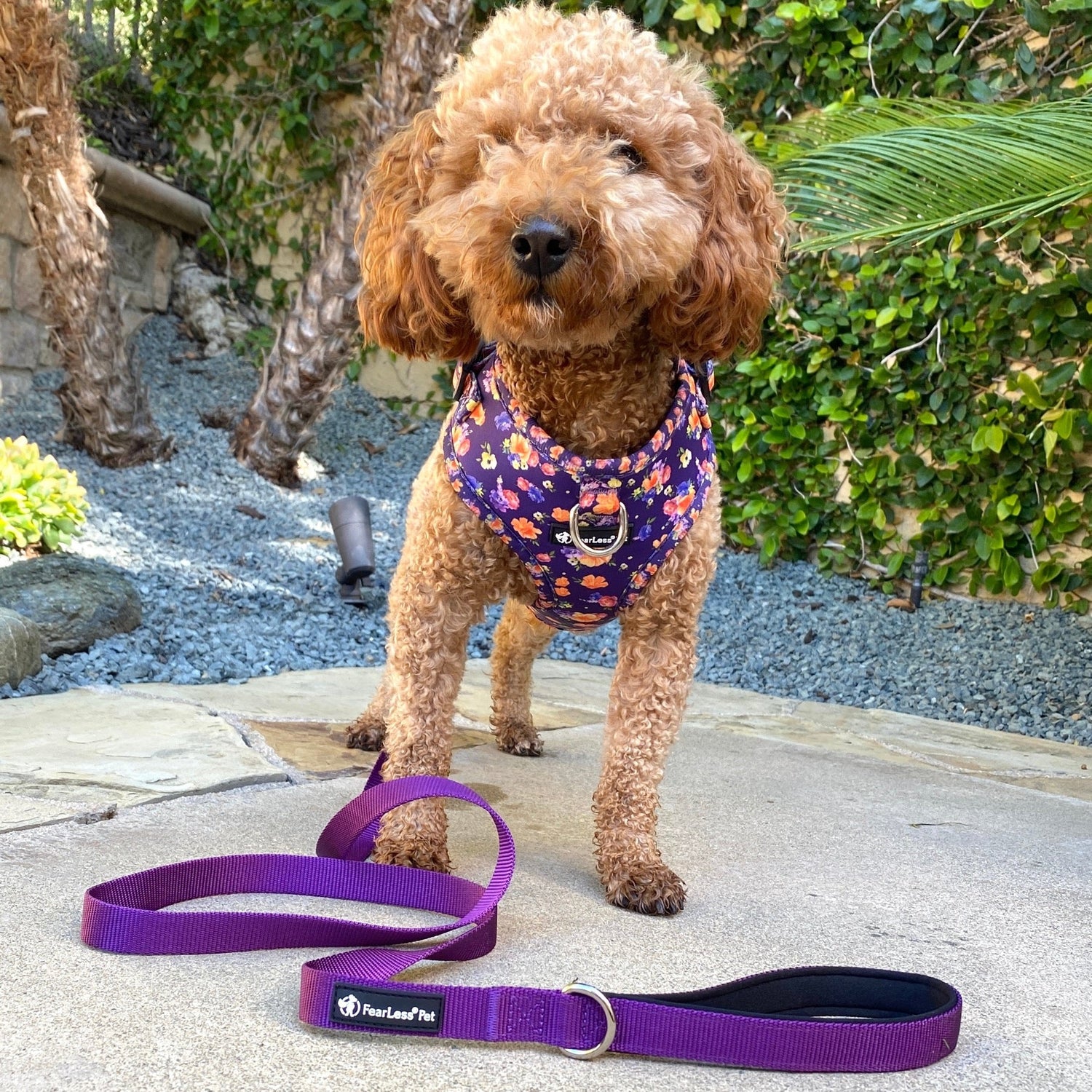 a photograph of a small tan poodle standing facing the camera modeling a purple floral dog harness and a solid purple leash from fearless pet