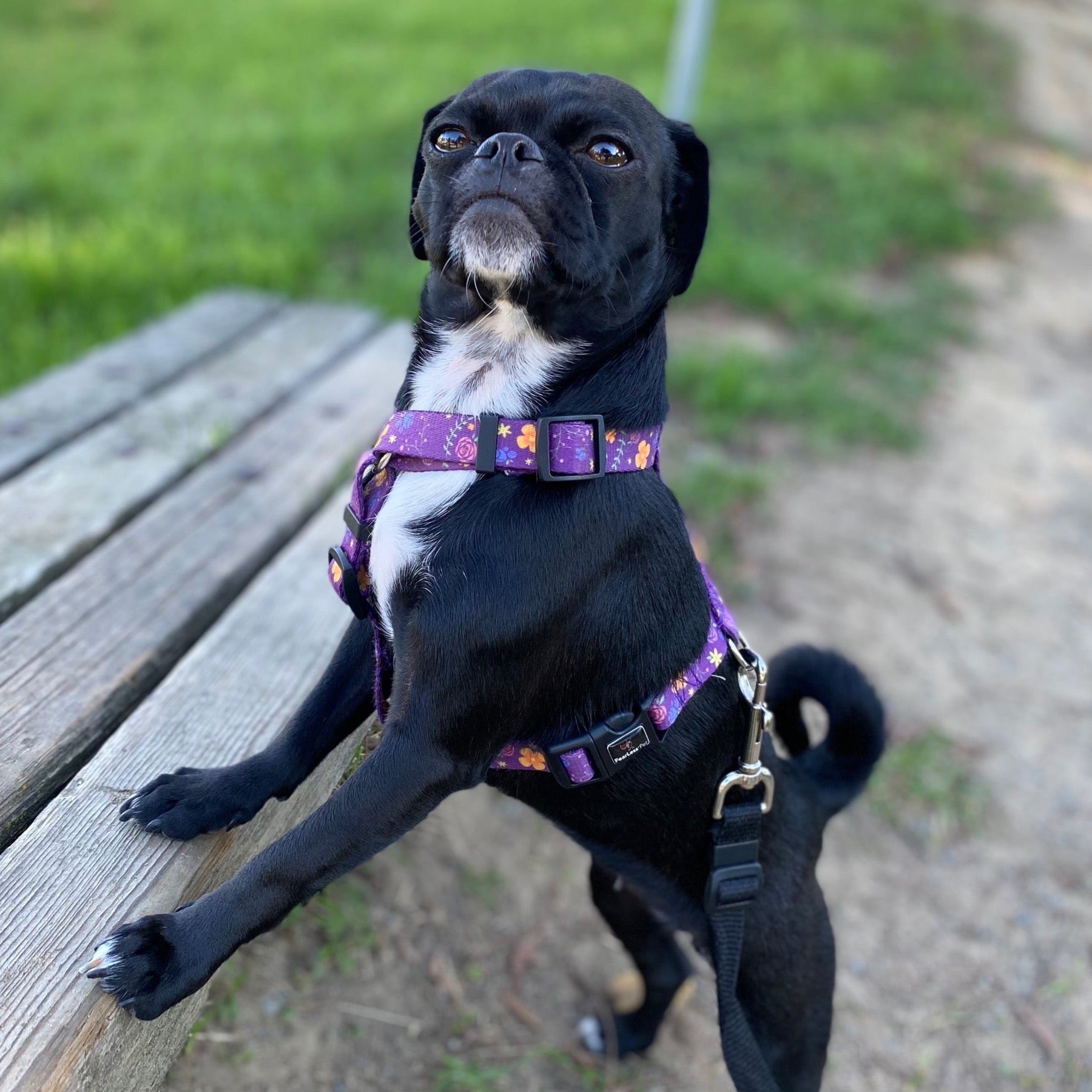 a photo of a black pug mix wearing a purple floral harness with front paws up on a bench