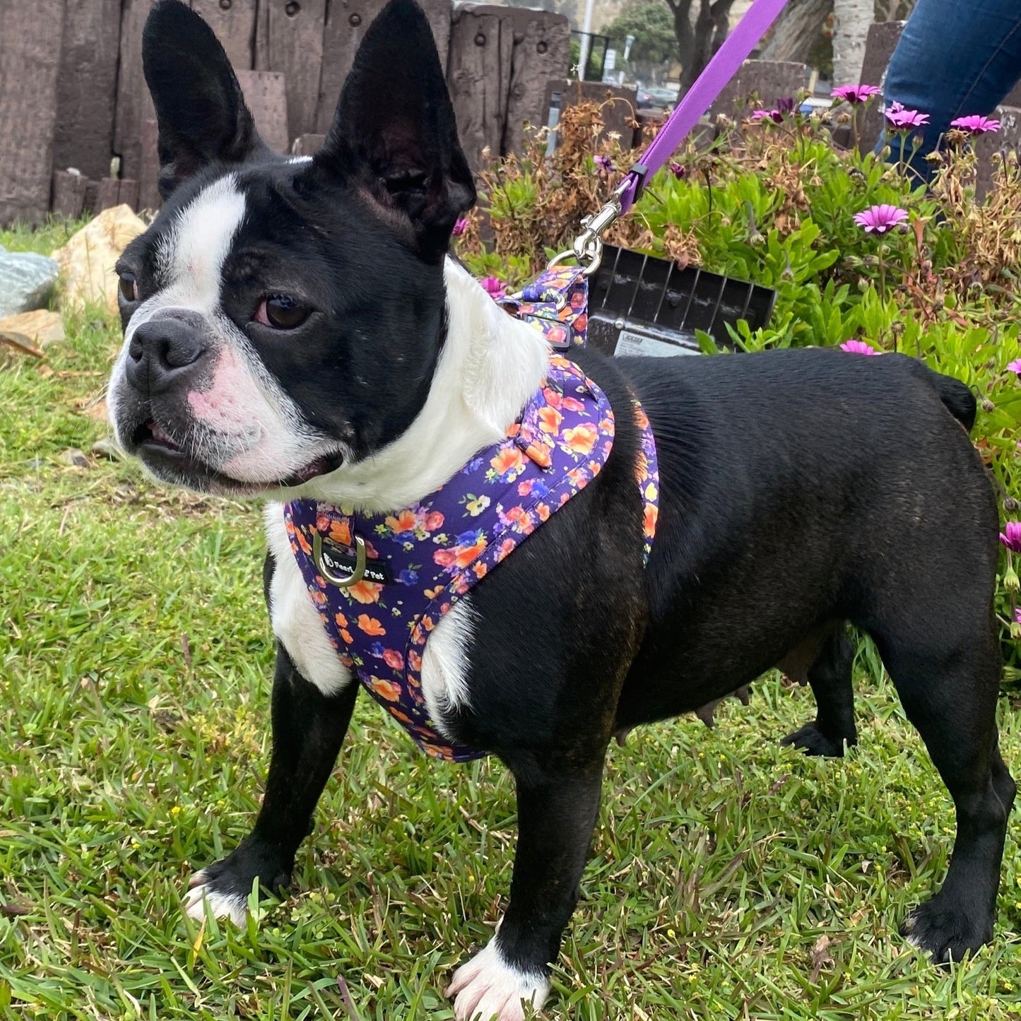a photo of a black and white French bulldog standing on grass wearing a purple and orange floral dog harness 