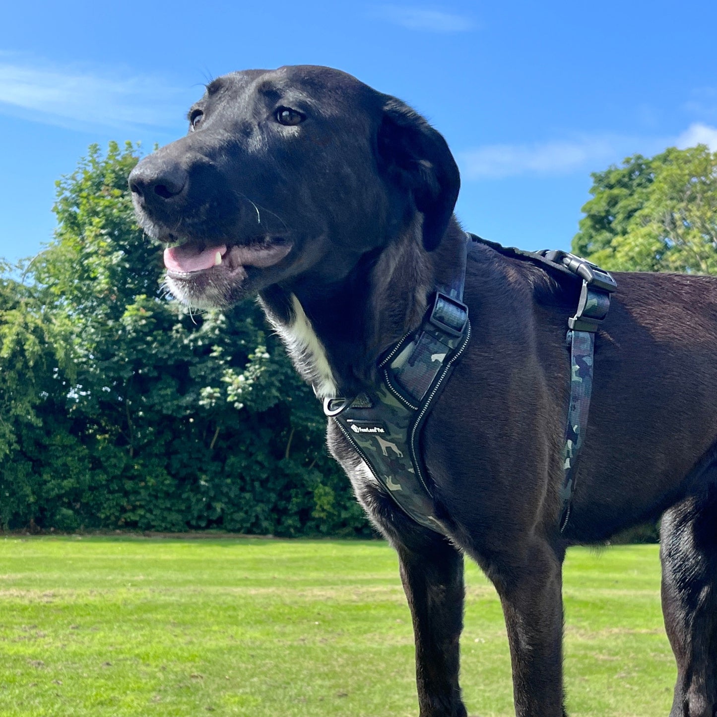 a photo of a black dog wearing a green camo harness on a rock with grass and trees in background